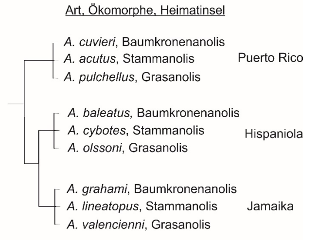 Diagramm: Anolis-Arten nach Ökomorph (Baumkronenanolis, Stammanolis, Grasanolis) und Heimatinseln Puerto Rico, Hispaniola, Jamaika